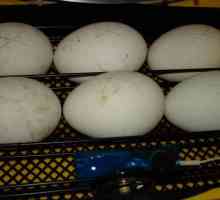 Инкубация на гъши яйца у дома: условия и препоръки