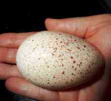 Инкубация на яйца от пуйки: температурен режим, време