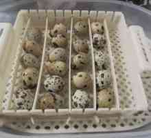 Инкубиране на пъдпъдъчени яйца у дома: условия, условия