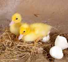 Инкубация на яйца с патица. Режим на инкубиране: таблица. Продължителност на инкубацията на…