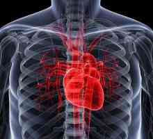 Зачервяване на сърцето. Клинична анатомия на сърцето