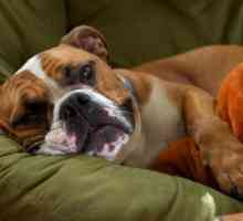 Инсулт при кучета: причини и първа помощ