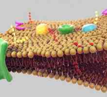 Интегрални мембранни протеини, техните функции