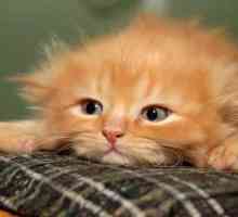 Чудя се какво сънува котенцето джинджифил?