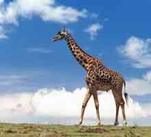 Чудя се какво се нарича телето на жирафа? Жирафът?