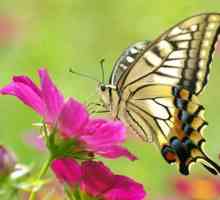 Интересни факти за пеперудите за деца. Butterfly-lemongrass: интересни факти