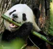 Интересни факти за панди, които ще ударят много
