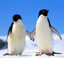 Интересни факти за пингвините. Антарктически пингвини: описание