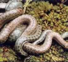 Интересни факти за влечугите: как се размножават змиите