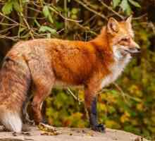 Интересни малко известни факти за живота на лисицата, нейните навици и диета