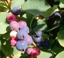 Irga: засаждане и грижи за ягодоплодни храсти