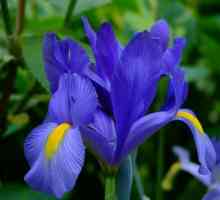 Iris холандски bulbous: засаждане и грижи, функции и отзиви