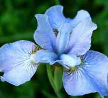 Iris: засаждане и грижа за красивите цветя