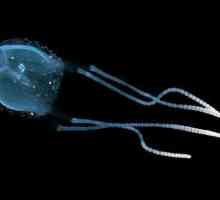 Irukandji - медуза: описание, местообитание и опасност за хората
