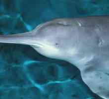 Изчезващи видове животни: китайски речен делфин (baji)