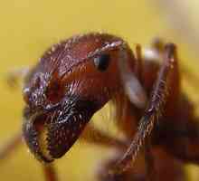 Търсите най-ефективните анти-мравки в апартамента