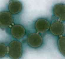 Изкуствена бактерия "Синтия" (снимка)