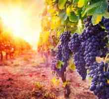 Италианско вино Canti: преглед на виното и клиентски отзиви