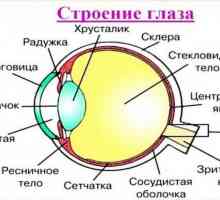 От какво се състои човешкото око? Структура на окото