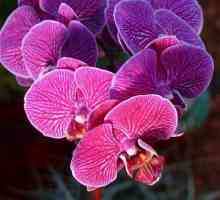 Елегантни красоти на орхидеите: грижи у дома. Phalaenopsis