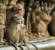 Промяна на йерархията при маймуни. Невероятният свят на приматите