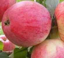 Apple Tree Bolotovskoe: описание, снимки, коментари. Разпространение и характеристики на сорта