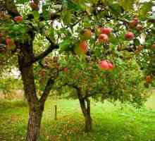 Шампион на ябълково дърво: описание на сорта. Характеристики на шампиона на Apple