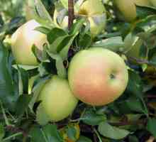 Apple Tree Wonderful: описание, ревюта, снимки. Apple Tree Чудесно джудже