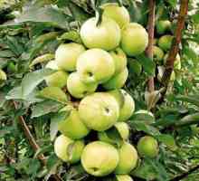 Ябълковидна колона "malyukha": снимка, описание на сорта, ревюта