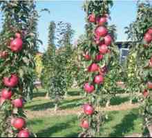 Триумф на ябълково дърво с колона: описание, снимки и отзиви