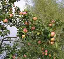 Дърво от ябълково лято: описание на сорта, условия на зреене. Как да засадим ябълката през пролетта