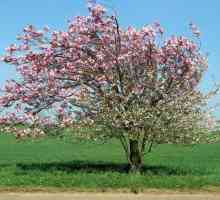 Apple Tree Mantet: Описание на сортовете, засаждане и грижи