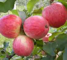 Ябълково дърво "melb": описание на сорта и снимка
