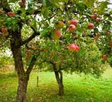 Apple Pervouralskaya: описание на сорта, засаждане и грижи