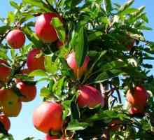 Ябълково дърво: засаждане и грижи за разсад