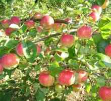Ябълково дърво "Коледа": описание, снимки, рецензии, грижи и особености на отглеждането