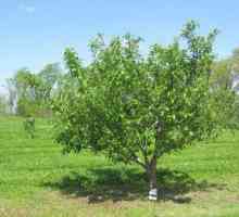 Apple Tree Scala - един от най-добрите сортове за Централна Русия