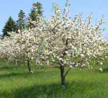 Ябълково дърво: колко години дървото живее?