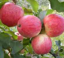 Apple Tree Съвършено описание на сорта