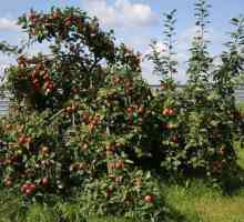 Ябълково дърво "Вениаминовско": описание на сорта, снимка, рецензии