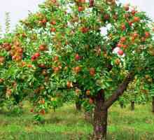 Apple Tree Cherry. Описание на сорта