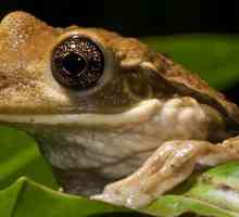 Отровно дърво жаба: описание, снимка