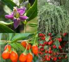 Goji плодове: засаждане и грижи, отглеждане, полезни свойства и характеристики
