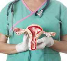 Оварии при жени: местоположение. Човешката анатомия в снимки