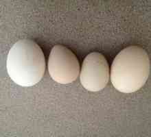 Яйца от гвинейски птици: отглеждане на птици вкъщи