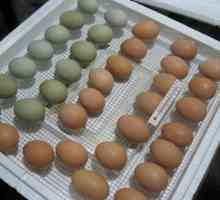Излюпване на яйца: изисквания, характеристики, съхранение