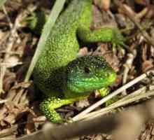 Lizard - ненадминат майстор на камуфлажа в природата