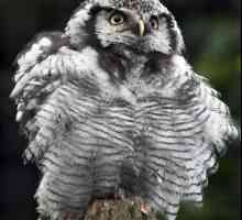 Hawk Owl: описание и снимка