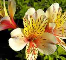 Език на цветята: алстромерия. Стойността на цветето