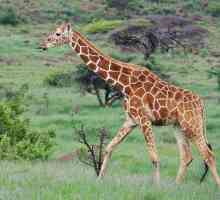 Езикът на жирафа и други особености на най-високия бозайник в света